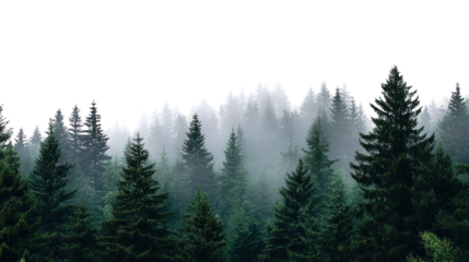 Dark forest with misty reflections isolated on transparent background