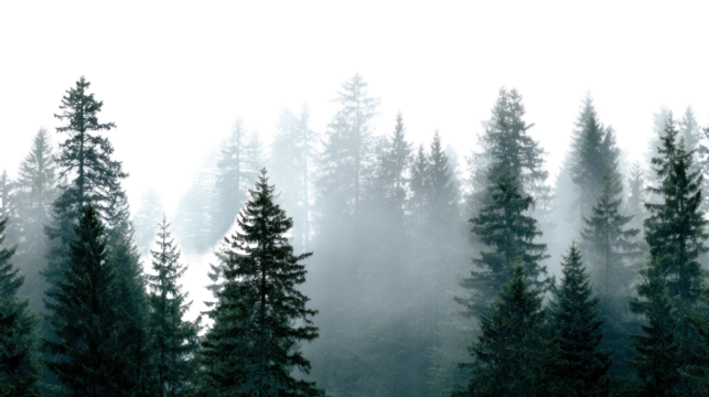 Dark evergreen forest with misty trees isolated on transparent background