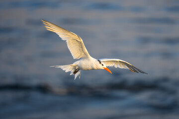 Royal Tern in Flight at La Jolla Cove
