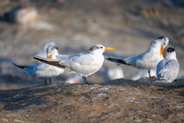 Royal Terns at La Jolla Cove