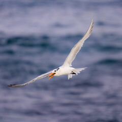 Royal Tern in Flight at La Jolla Cove