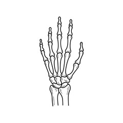 Human Hand Skeleton Drawing Anatomical Illustration