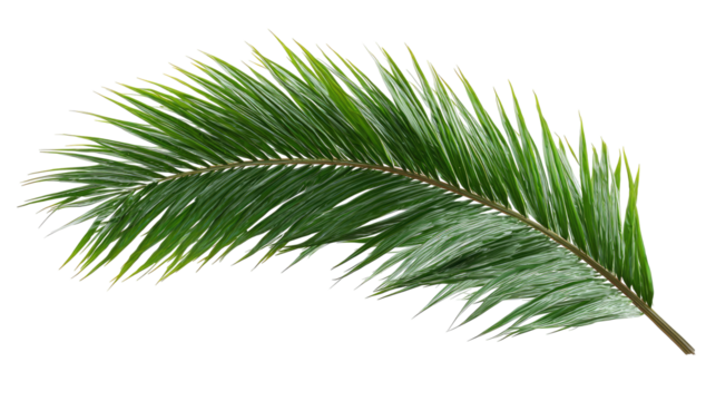Close-up of a palm frond, vibrant green with slightly lighter edges and tips.  Detailed vein structure and a feathery appearance.  Isolated against a black background