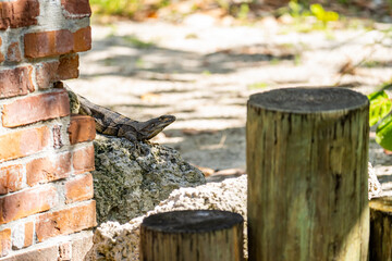 Black Spiny-Tailed Iguana on Rock. Lizard in Natural Habitat.