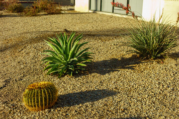 Arizona desert-style xeriscaped driveway side with drought-tolerant Barrel cactus, smooth-leaf Agave and Red Yucca plants, Phoenix landscaping
