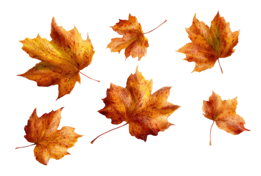 Autumn leaves, various shades of orange and brown, against a black background.  Multiple maple leaves, falling, detailed,  illustration-like