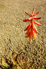 Aloe plicatilis or Fan Aloe distinctive orange, tubular flowers and succulent leaves in early Spring, close up