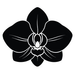 black and white orchid flower