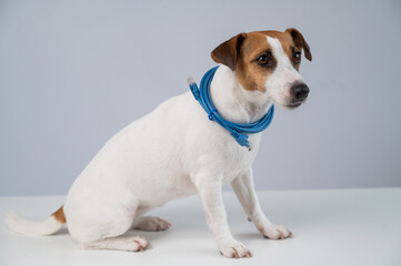 Jack Russell Terrier Dog Holding Internet Wire. 