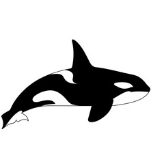 Obraz premium Orca Swimming Black and White Marine Animal Illustration