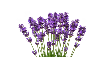 A beautiful bouquet of fresh blooming purple lavender flowers with green stems, isolated on a clean white background for aromatherapy and wellness concepts