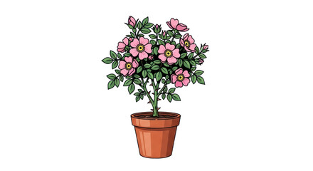 Pink dog rose plant in pot