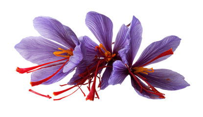 Close-up of three saffron crocus flowers, vibrant purple petals,  red stigmas,  isolated on black background