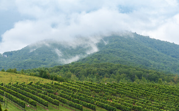 Beautiful scenic view at Yonah Mountain, Georgia. Worth to visit for a relaxing weekend. Wine, couples, love, happiness are all around the corner. Champagnes, wine makers are dominant in North GA