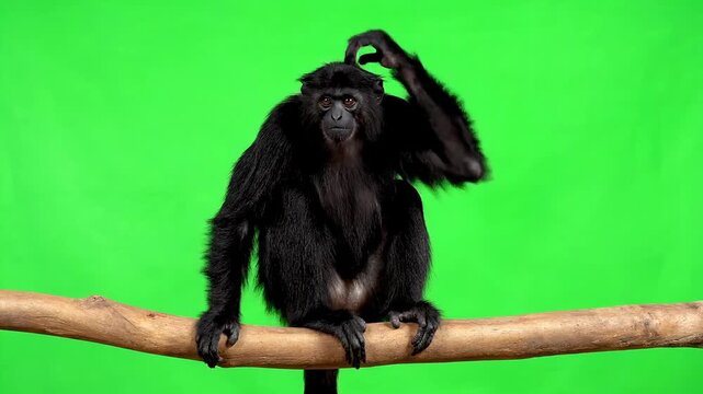 A Spider monkey scratching head while sitting on a tree branch against a green screen background