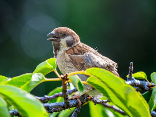 枝にとまるスズメ