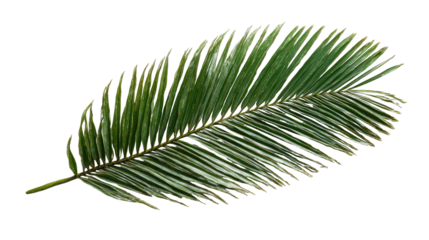 Close-up of a single, light-green palm frond.  Frayed edges,  long, thin, parallel veins.  Isolated on black