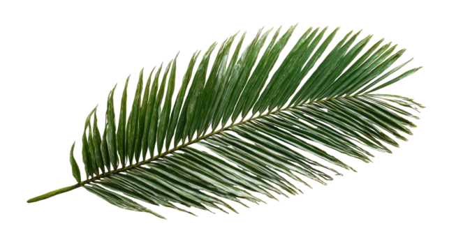 Close-up of a single, light-green palm frond.  Frayed edges,  long, thin, parallel veins.  Isolated on black