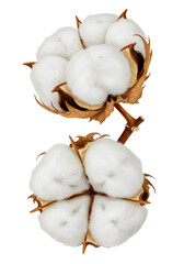 Soft fluffy cotton bolls ready for harvest symbolizing natural fiber and textile creation