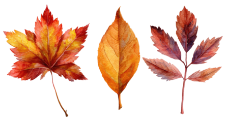 Three autumn leaves in varying shades of orange, red, and brown.  A watercolor style depicts the intricate details of the leaf veins and edges