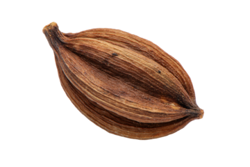 a seed of a plant on a white surface