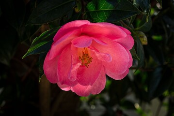 Vibrant Pink Camellia Flower
