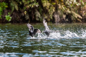 American Coots skimming across a tranquil lake surface