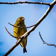European Greenfinch perched on a branch