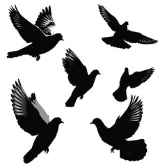 Obraz premium Set of flying dove silhouettes in various poses isolated on white background silhouette