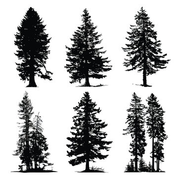 Collection of douglas fir tree silhouettes isolated on white background