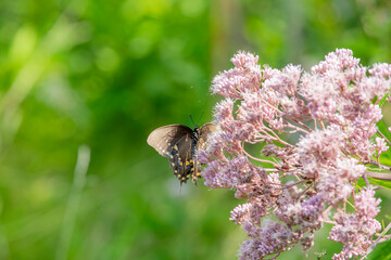 A spicebush swallowtail (papilio troilus) butterfly pollinating pink flowers in Ontario, Canada.