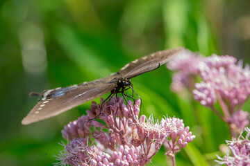 A spicebush swallowtail (papilio troilus) butterfly pollinating pink flowers in Ontario, Canada.