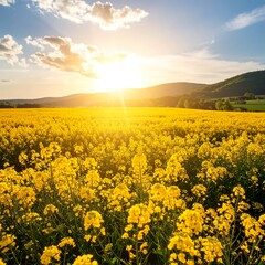 Obraz premium Golden field at sunset