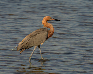 Reddish egret wading in Florida