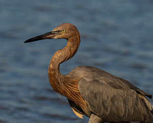 Reddish egret close-up portrait