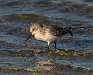 Western sandpiper searching for food in a Florida Estuary
