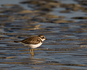 Semipalmated plover standing on a Florida beach