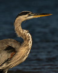 Portrait of a Great Blue Heron