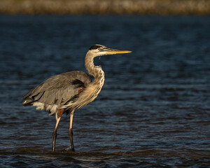 Reddish egret hunting for food video