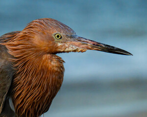 Close up portrait of a reddish egret