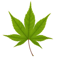 Vibrant green maple leaf showcasing intricate veins and serrated edges, perfect for nature designs.