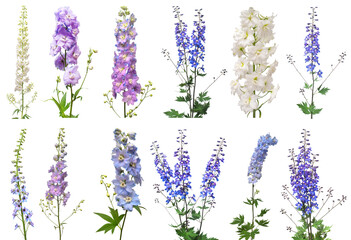 Collection bouquet delphinium flower isolated on white background. Flat lay, top view. Floral pattern, object. Nature concept