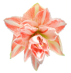 Amaryllis orange flower isolated on white background. Flowering, spring, beautiful. Hippeastrum Gervase