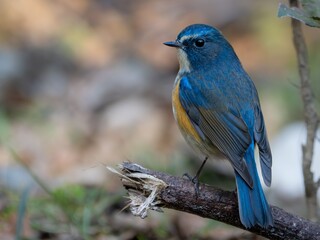森の中で周りを見渡しているルリビタキの雄。振り向いた様子。