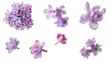purple lilac flowers collection, isolated on white background