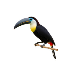 Fototapeta premium keel billed toucan on isolated transparent background