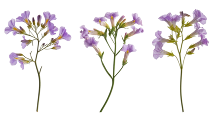 purple jacaranda flower sprigs isolated on white background.