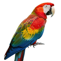 Fototapeta premium A Vibrant Scarlet Macaw Perched Elegantly Against a Checkered Backdrop, Showcasing its Brilliant Plumage and Captivating Gaze in a Stunning Avian Portrait