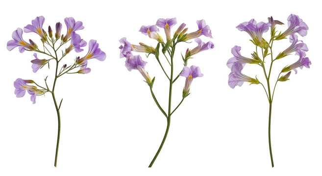purple jacaranda flower sprigs isolated on white background.