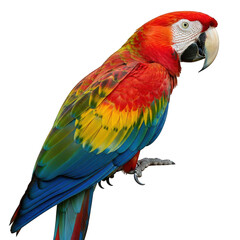 Fototapeta premium A Vibrant Scarlet Macaw Perched Elegantly Against a Neutral Backdrop Showcasing its Brilliant Plumage and Striking Features in Exquisite Detail and Clarity